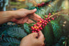 From Bean to Cup: The Process of Coffee - Much Needed Joe